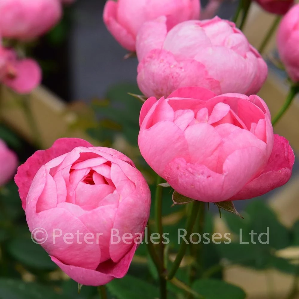 Macrantha Raubritter (Procumbent Rose) 5 Macrantha Raubritter (Procumbent Rose) - Image 3