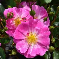 Magic Carpet (Procumbent Rose)