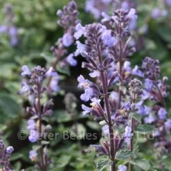 Nepeta Faassenii Purrsian Blue