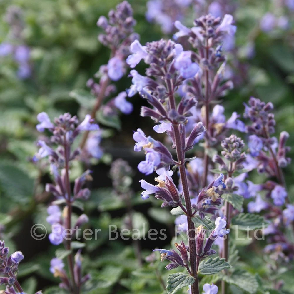 Nepeta Faassenii Purrsian Blue 3 Nepeta Faassenii Purrsian Blue