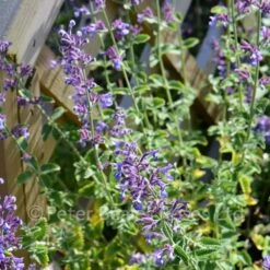 Nepeta Six Hills Giant (Catmint) 9 Nepeta Six Hills Giant (Catmint) -Classic Roses Sales Store nepeta six hills giant bm 2016 2 1000px