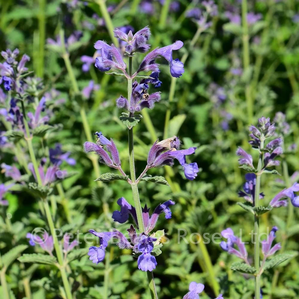 Nepeta Six Hills Giant (Catmint) 7 Nepeta Six Hills Giant (Catmint) - Image 5