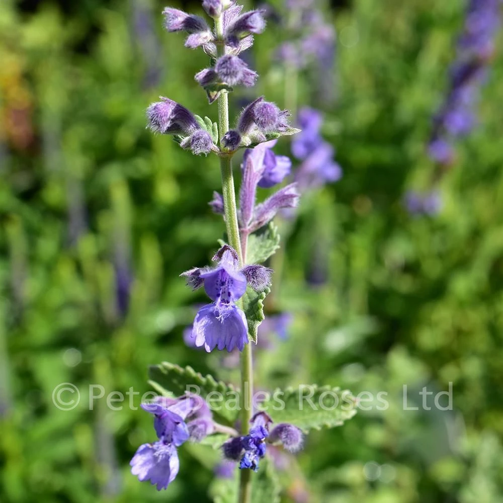 Nepeta Six Hills Giant (Catmint) 6 Nepeta Six Hills Giant (Catmint) - Image 4