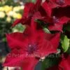 Clematis Nubia -Classic Roses Sales Store nubia evipo079a01 thorncroft 1000px