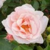 Oxford Physic Rose (Shrub Rose) -Classic Roses Sales Store oxford physic 6 dosra 38 1000px 1