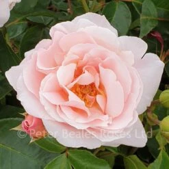 Oxford Physic Rose (Shrub Rose)