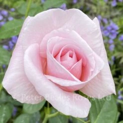 Oxford Physic Rose (Shrub Rose) -Classic Roses Sales Store oxford physic 6 dosra 73 1000px 1