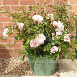 Oxford Physic Rose (Shrub Rose) -Classic Roses Sales Store oxford physics il june 2021 1 1000px 1