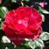 Papworth's Pride (Shrub Rose) -Classic Roses Sales Store papworth pride 3 1000px