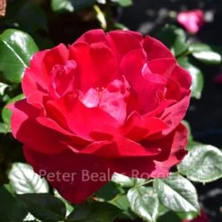 Papworth's Pride (Shrub Rose)