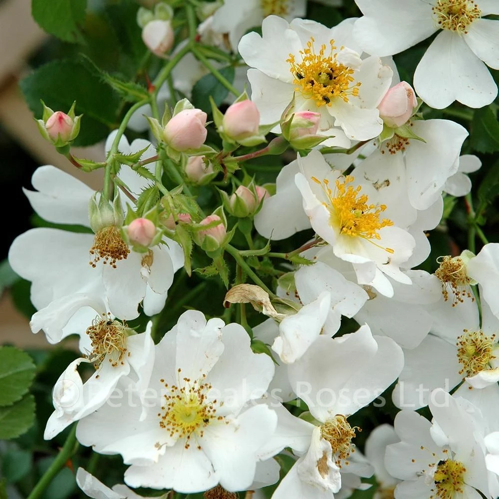 Partridge (Procumbent Rose) 5 Partridge (Procumbent Rose) - Image 3