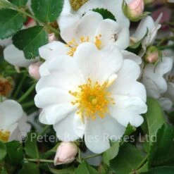 Classic Roses Sales Store -Classic Roses Sales Store partridge 26 1000px