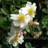 Partridge (Procumbent Rose) 2 Partridge (Procumbent Rose) -Classic Roses Sales Store partridge 9 1000px