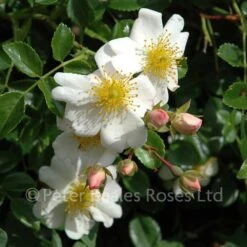 Classic Roses Sales Store 16 Partridge (Procumbent Rose)