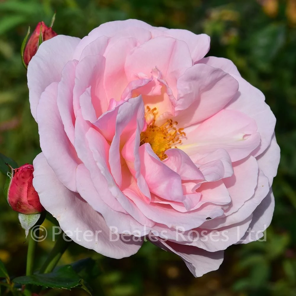 Pearl Of St. Luke's (Shrub Rose) 4 Pearl Of St. Luke's (Shrub Rose) - Image 2