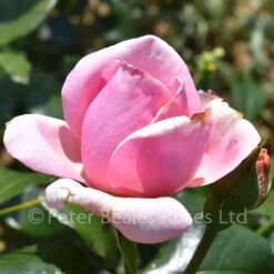 Pearl Of St. Luke's (Shrub Rose) 9 Pearl Of St. Luke's (Shrub Rose) -Classic Roses Sales Store pearl of st lukes beaoscar 2019 9 1000px