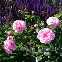 Pearl Of St. Luke's (Shrub Rose) 11 Pearl Of St. Luke's (Shrub Rose) -Classic Roses Sales Store pearl of st lukes beaoscar bm 2018 10 1000px