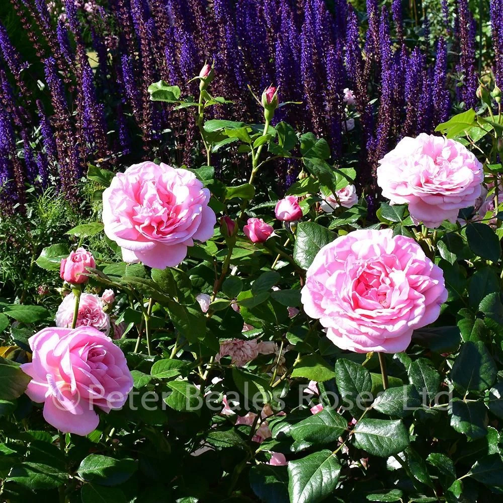 Pearl Of St. Luke's (Shrub Rose) 7 Pearl Of St. Luke's (Shrub Rose) - Image 5