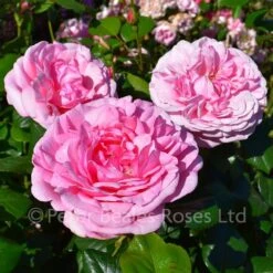 Pearl Of St. Luke's (Shrub Rose) 10 Pearl Of St. Luke's (Shrub Rose) -Classic Roses Sales Store pearl of st lukes beaoscar bm 2018 53 1000px