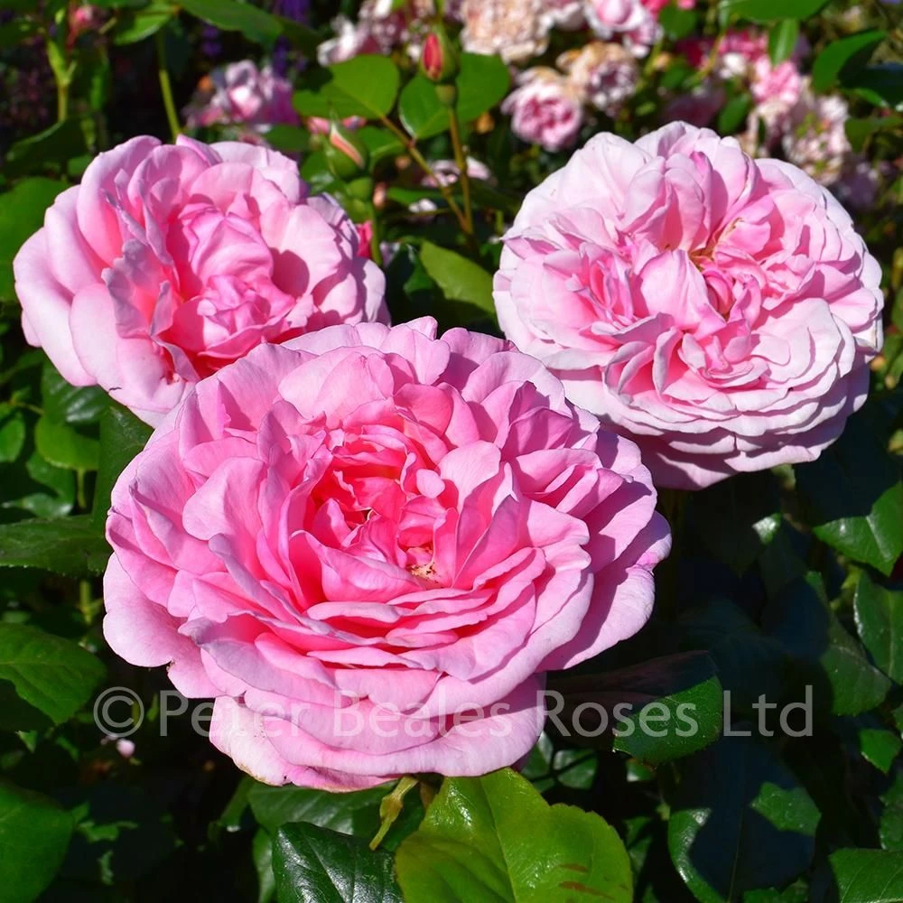 Pearl Of St. Luke's (Shrub Rose) 6 Pearl Of St. Luke's (Shrub Rose) - Image 4