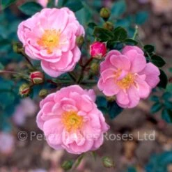 Pheasant (Procumbent Rose)