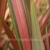 Phormium Jester (New Zealand Flax) 2 Phormium Jester (New Zealand Flax) -Classic Roses Sales Store phormium jester 04 bw 1000px