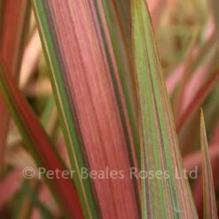 Phormium Jester (New Zealand Flax)
