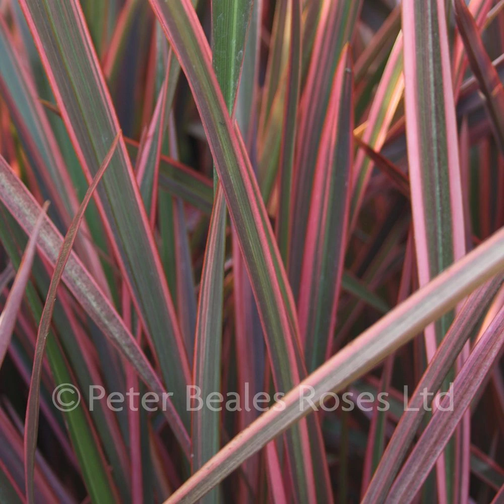 Phormium Joker 3 Phormium Joker