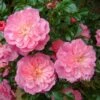 Pink Bells (Procumbent Rose) -Classic Roses Sales Store pink bells 2 1000px