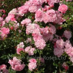 Pink Bells (Procumbent Rose) -Classic Roses Sales Store pink bells bm 2015 28 1000px