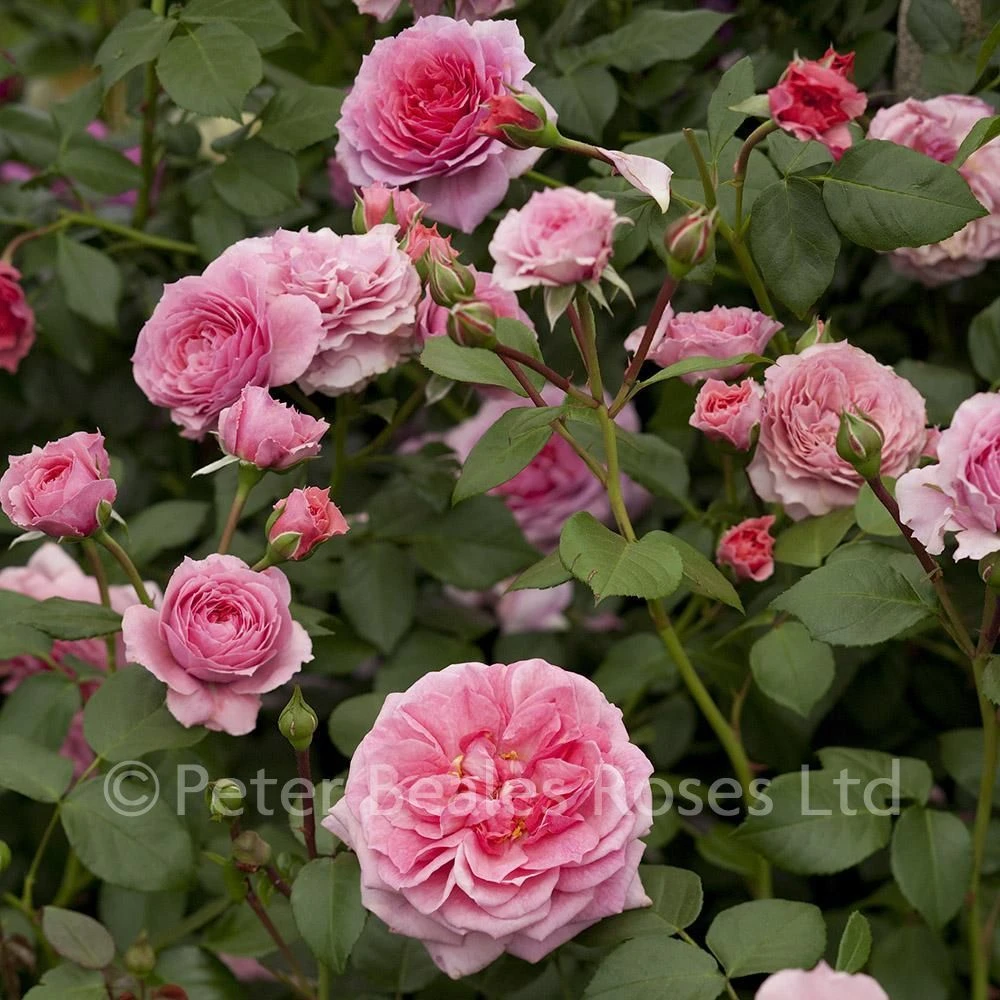 Pippin (Climbing Rose) 7 Pippin (Climbing Rose) - Image 5