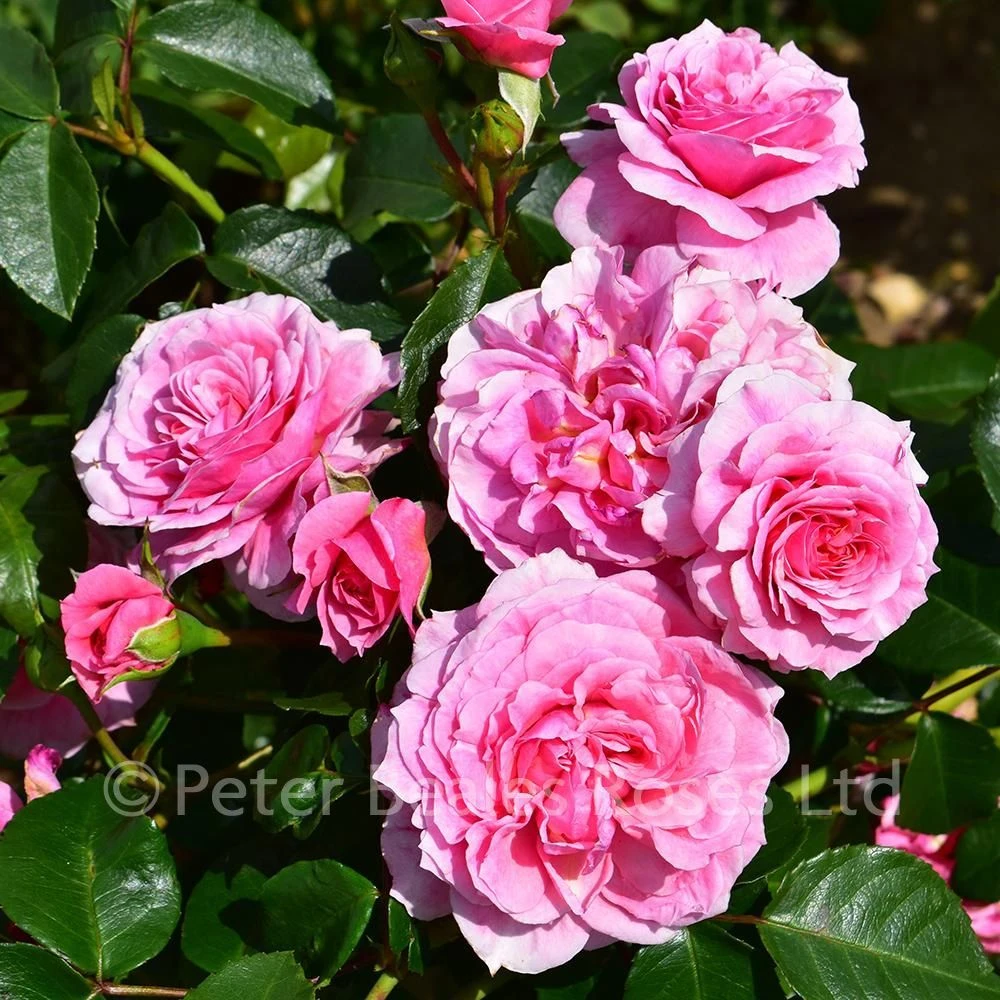 Pippin (Climbing Rose) 4 Pippin (Climbing Rose) - Image 2