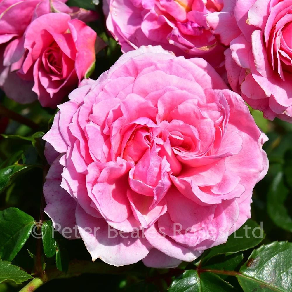 Pippin (Climbing Rose) 3 Pippin (Climbing Rose)