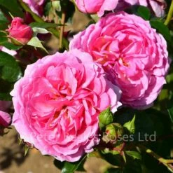 Pippin (Climbing Rose) 9 Pippin (Climbing Rose) -Classic Roses Sales Store pippin bm 2016 40 1000px