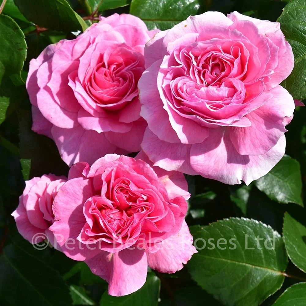 Pippin (Climbing Rose) 6 Pippin (Climbing Rose) - Image 4