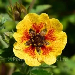 Potentilla Esta Ann 9 Potentilla Esta Ann -Classic Roses Sales Store potentilla esta ann bm 2017 11 1000px