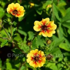 Potentilla Esta Ann 10 Potentilla Esta Ann -Classic Roses Sales Store potentilla esta ann bm 2017 12 1000px