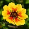 Potentilla Esta Ann -Classic Roses Sales Store potentilla esta ann bm 2017 1 1000px