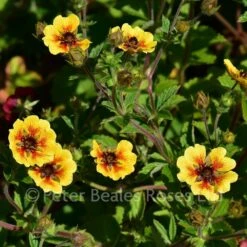 Potentilla Esta Ann 11 Potentilla Esta Ann -Classic Roses Sales Store potentilla esta ann bm 2017 7 1000px