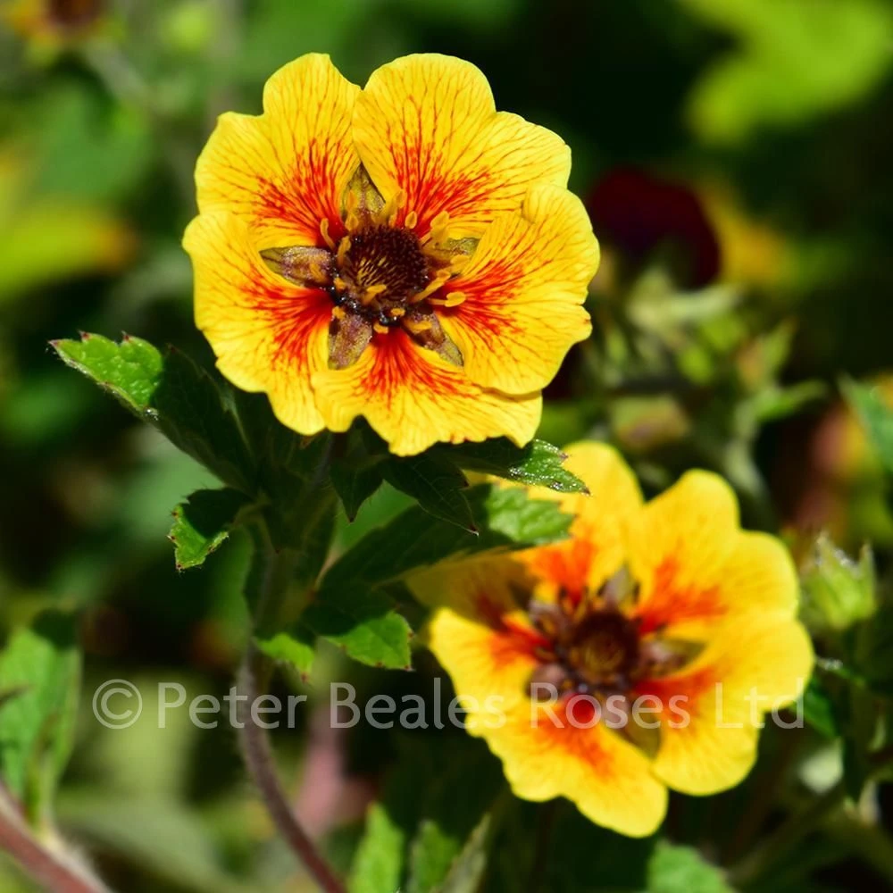 Potentilla Esta Ann 4 Potentilla Esta Ann - Image 2