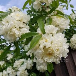 Purezza (Rosa Banksiae Purezza) (Rambling Rose) 10 Purezza (Rosa Banksiae Purezza) (Rambling Rose) -Classic Roses Sales Store purezza 1 1000px