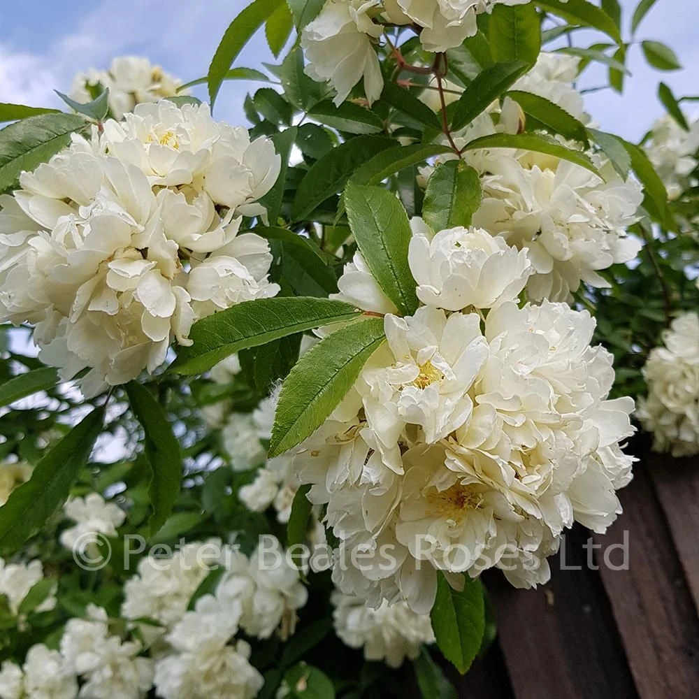 Purezza (Rosa Banksiae Purezza) (Rambling Rose) 6 Purezza (Rosa Banksiae Purezza) (Rambling Rose) - Image 4