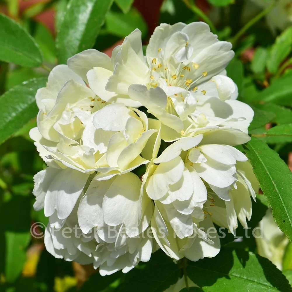 Purezza (Rosa Banksiae Purezza) (Rambling Rose) 5 Purezza (Rosa Banksiae Purezza) (Rambling Rose) - Image 3