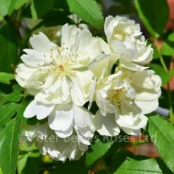 Purezza (Rosa Banksiae Purezza) (Rambling Rose)