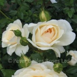 Queen's Jubilee Rose (Shrub Rose) -Classic Roses Sales Store q jubilee rose 14 1000px