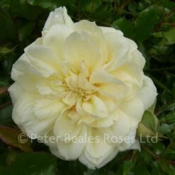Queen's Jubilee Rose (Shrub Rose)