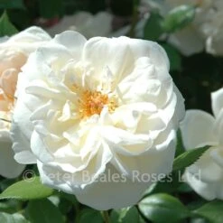 Queen's Jubilee Rose (Shrub Rose) -Classic Roses Sales Store queens jubilee rose bm 4 1000px
