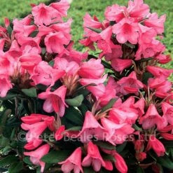 Rhododendron Dwarf Winsome