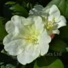 Rhododendron Yakushimanum Lemon Dream
