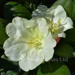 Rhododendron Yakushimanum Lemon Dream